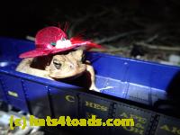 /home//u458753944/public_html/sourcegallery//Roxborough Toad Detour/2013-2019/2017/P4040673.JPG